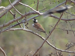 Eremopterix leucotis