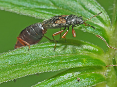 Acompus rufipes