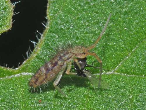 Entomobrya muscorum, Obergünzburg, Ostallgäu, Bayern, Deutschland, photo 5 of 10