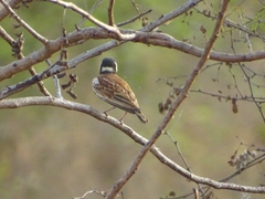 Eremopterix leucotis