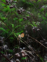 Danaus chrysippus
