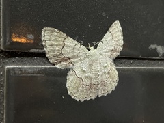 Pingasa ruginaria pacifica