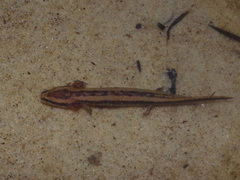 Necturus louisianensis
