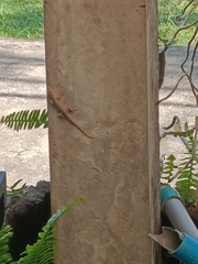 Hemidactylus platyurus