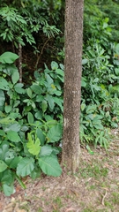 Dillenia suffruticosa