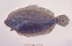 Pseudorhombus tenuirastrum