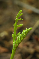 Botrychium lineare