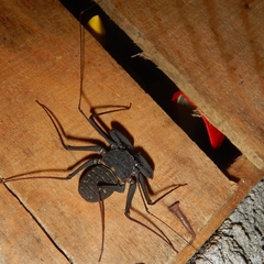 Phrynus operculatus