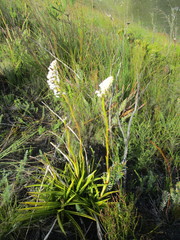 Eulophia barbata