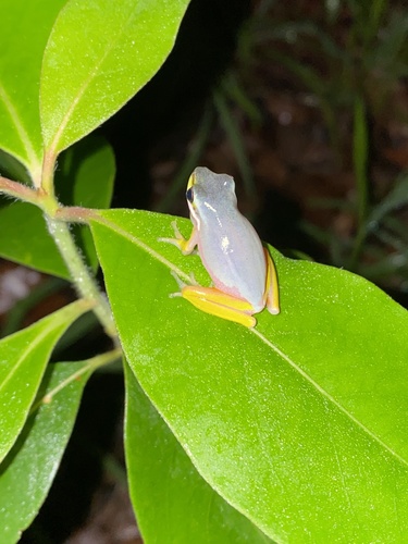 Eastern Dwarf Tree Frog, Eudlo Creek National Park, Palmwoods, QLD, AU, photo 4 of 10