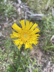 Podolepis jaceoides