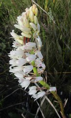 Eulophia barbata