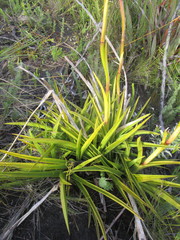 Eulophia barbata
