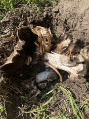 Agaricus lilaceps