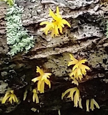 Mažasis Tampriagrybis nuotrauka