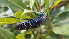 Polybothris sumptuosa