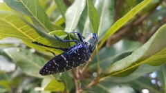 Polybothris sumptuosa