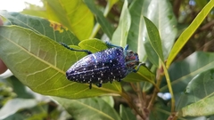 Polybothris sumptuosa