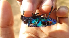 Polybothris sumptuosa