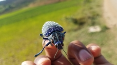 Polybothris sumptuosa