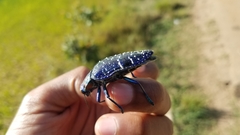 Polybothris sumptuosa