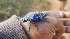 Polybothris sumptuosa