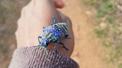 Polybothris sumptuosa