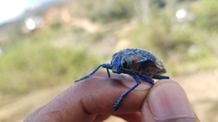 Polybothris sumptuosa