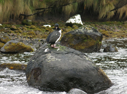 Campbell Shag (Leucocarbo campbelli), photo 8