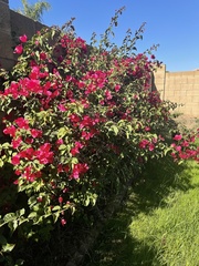 Bougainvillea