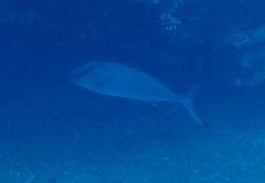 Seriola