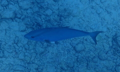 Seriola