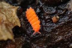 Bilobella