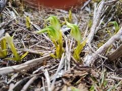 Pterostylis cernua