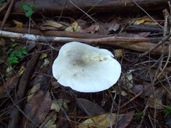 Tricholoma pardinum