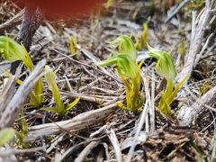 Pterostylis cernua