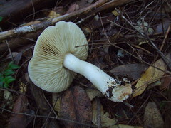 Tricholoma pardinum