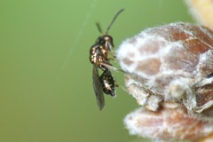 Miscogastrinae