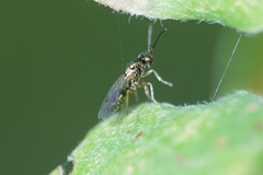 Miscogastrinae