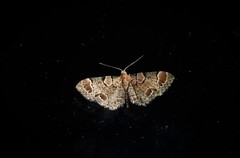 Chloroclystis lichenodes