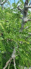 Zanthoxylum humile