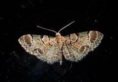 Chloroclystis lichenodes