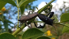 Anoplocnemis madagascariensis