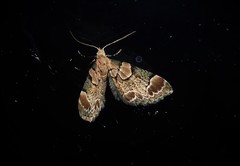 Chloroclystis lichenodes