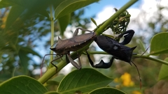 Anoplocnemis madagascariensis