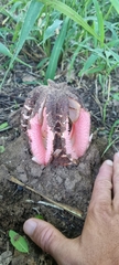 Hydnora abyssinica