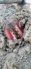 Hydnora abyssinica