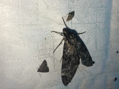 Psilogramma casuarinae