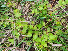Gonocarpus micranthus micranthus