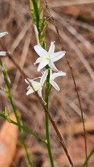 Caesia parviflora parviflora